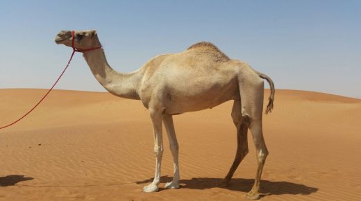 رؤية الصحراء في المنام