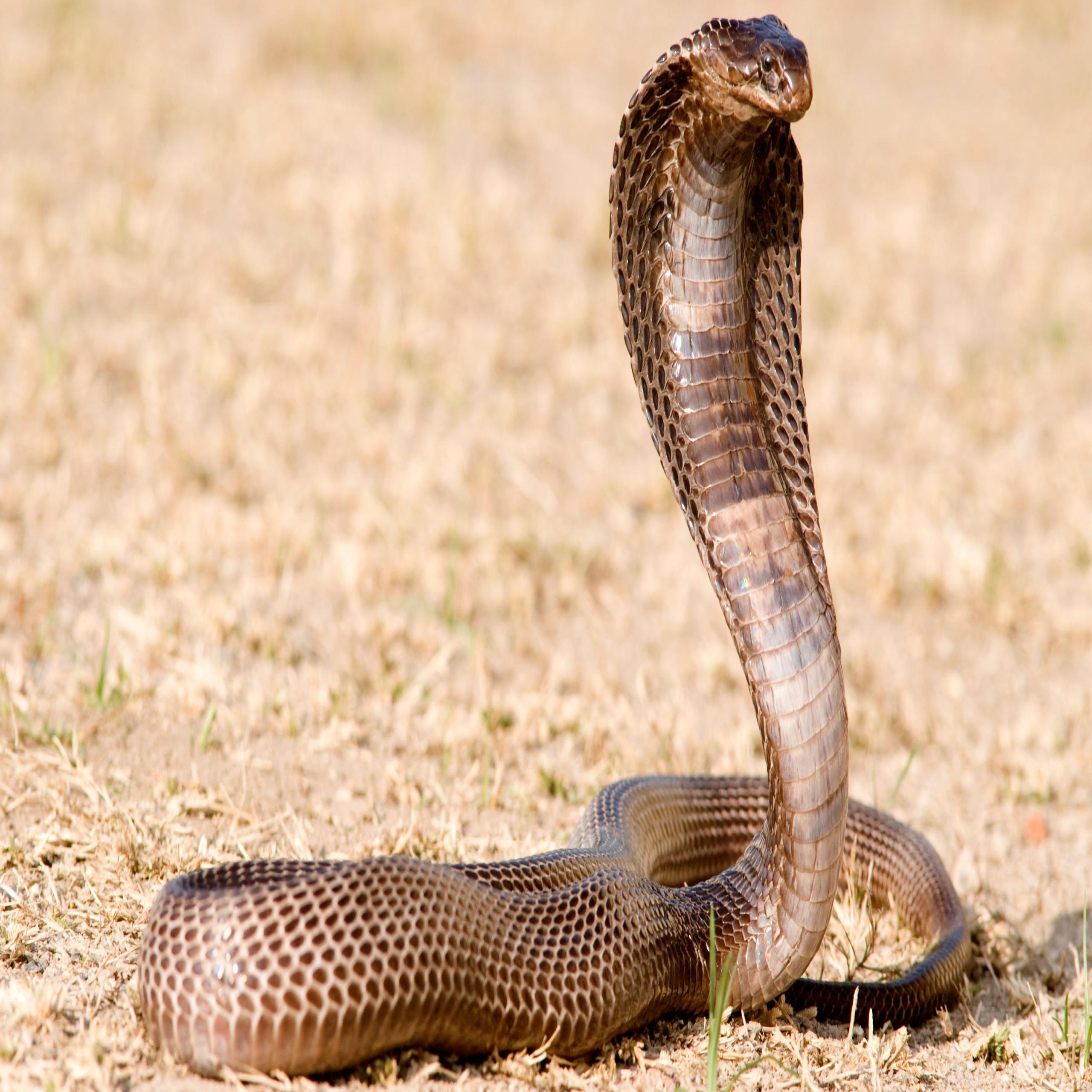 الافعى في المنام الافعى في المنام