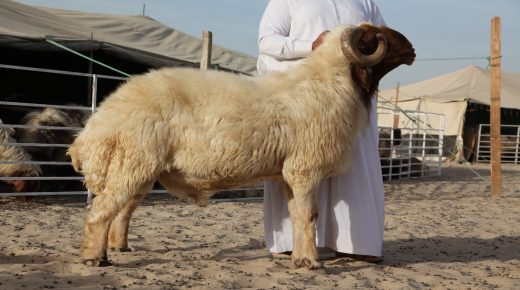 الذبح في المنام