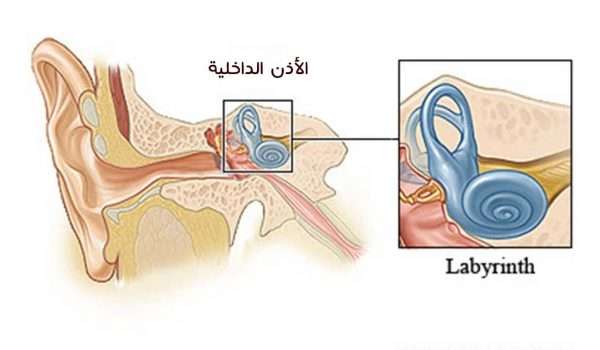 الأذن وتوازن الجسم