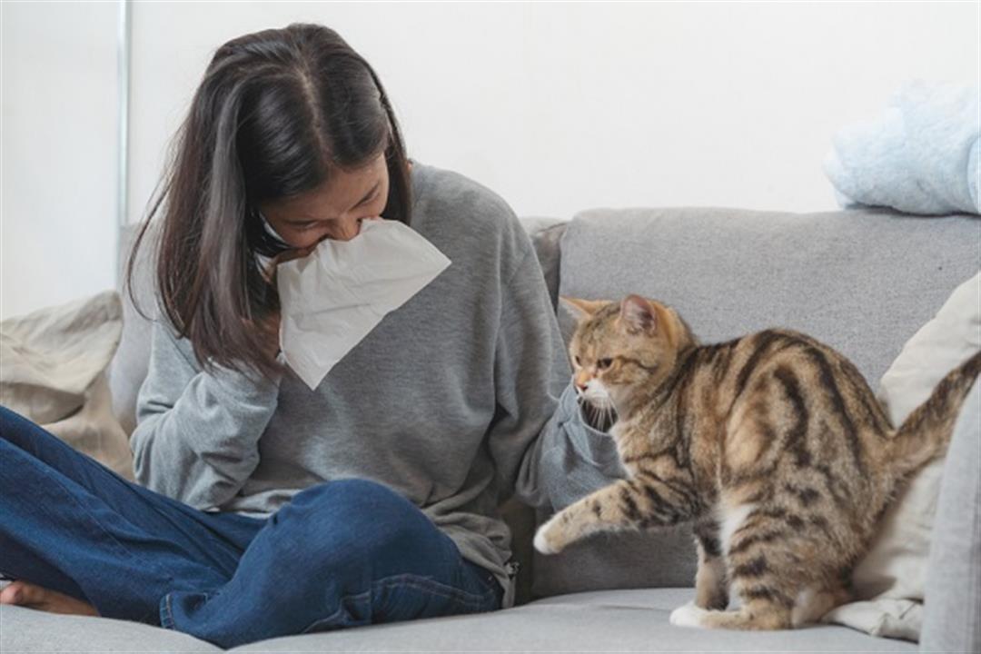 ما هي حساسية القطط