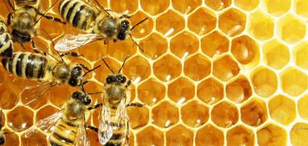 هل العسل مفيد لانقاص الوزن؟