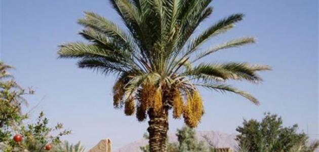 تفسير أحلام شجرة النخيل