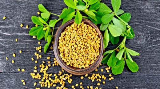 فوائد نبات الحلبة للجسم والصحة