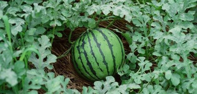 تفسير حلم البطيخ