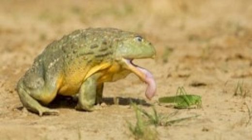 تفسير حلم الضفدع