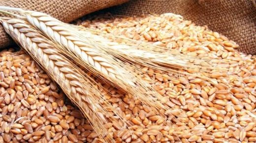 تفسير رؤية القمح في المنام