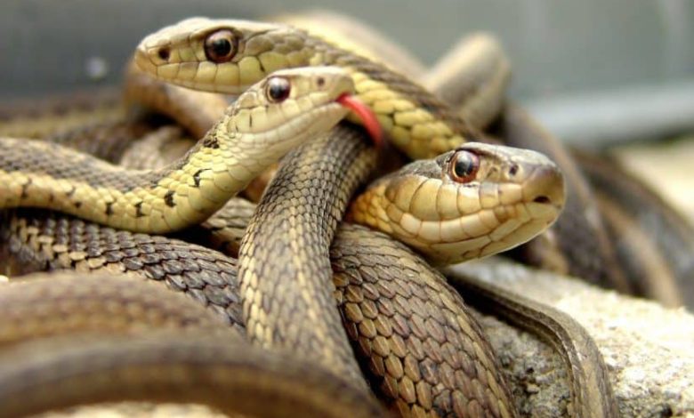 تفسير رؤية الأفعى في المنام لابن سيرين تفسير رؤية الأفعى في المنام لابن سيرين