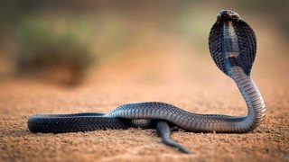 تفسير حلم الأفعى لابن سيرين