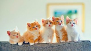 رؤية القطط فى المنام لابن سيرين