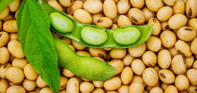 علاج الكبد الدهني بعدة طرق فورية وفعالة