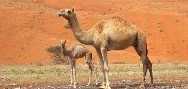تفسير الجمل في المنام
