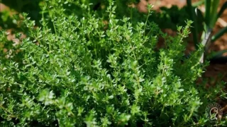 فوائد الزعتر الصحية