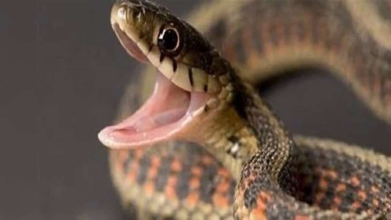 رؤية الثعبان في المنام لابن سيرين