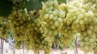 تفسير رؤية العنب في المنام