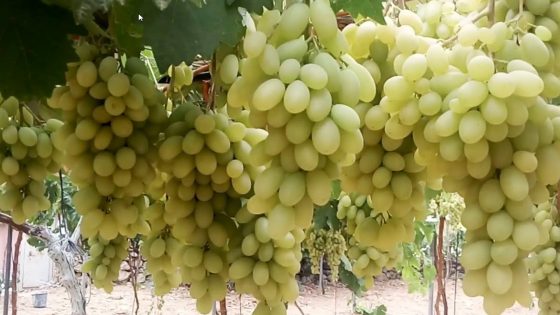 تفسير رؤية العنب في المنام