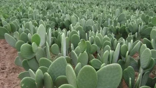 أنواع الصبار السام: دليل شامل لحماية منزلك وحديقتك أنواع الصبار السام دليل شامل لحماية منزلك وحديقتك