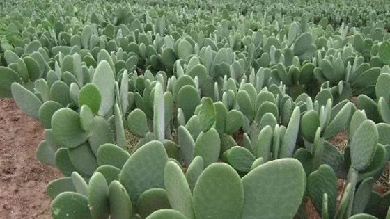 أنواع الصبار السام دليل شامل لحماية منزلك وحديقتك