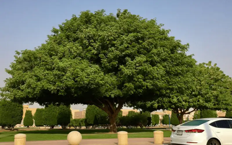 شجرة دقن الباشا