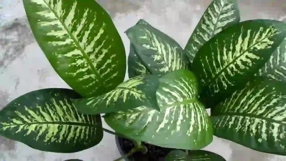 نباتات لا تحتاج شمس أفضل الخيارات لتزيين منزلك بلا عناء