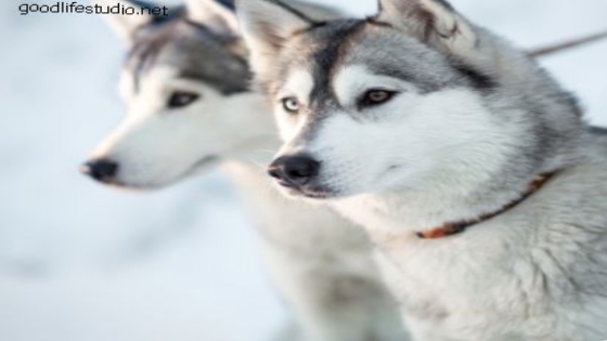 الكلاب في المنام