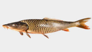 حلم أكل السمك في المنام