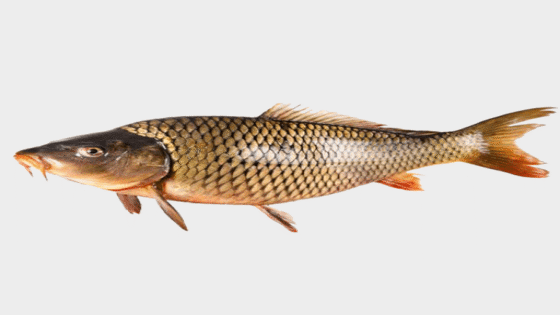 حلم أكل السمك في المنام