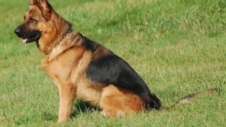 أسباب إسهال الكلاب