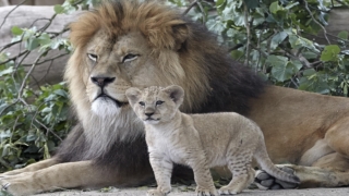 شبل الأسد في المنام