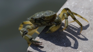 سرطان البحر في المنام