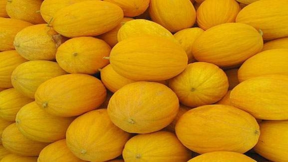 فوائد البطيخ الاصفر