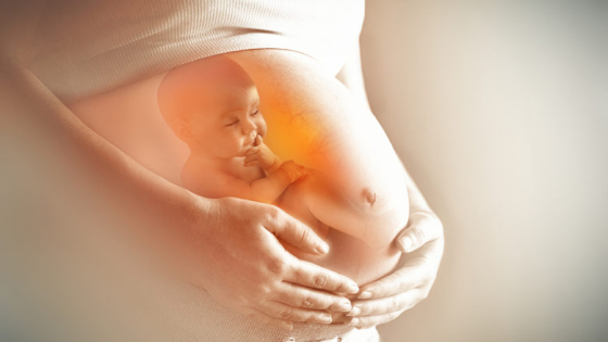 الأسبوع الثالث والعشرون من الحمل للجنين