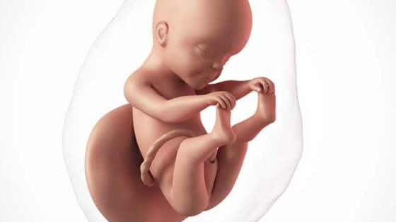 الأسبوع الثاني والعشرين من الحمل