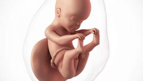 تطورات حجم الجنين في الأسبوع الثاني والعشرون من الحمل
