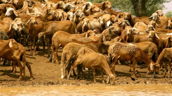 الزيوت الحيوانية