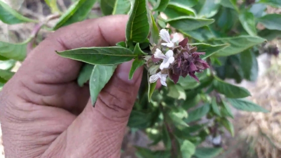 فوائد الريحان