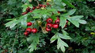 عشبة الزعرور