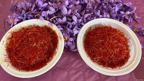 فوائد الزعفران للبشرة والجسم