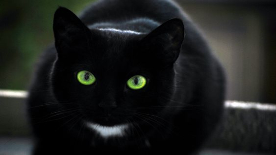 القطة السوداء في المنام