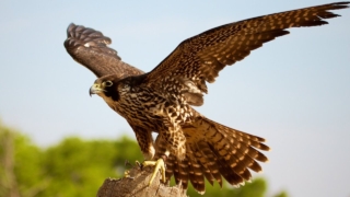 رؤية الصقر في المنام للعزباء