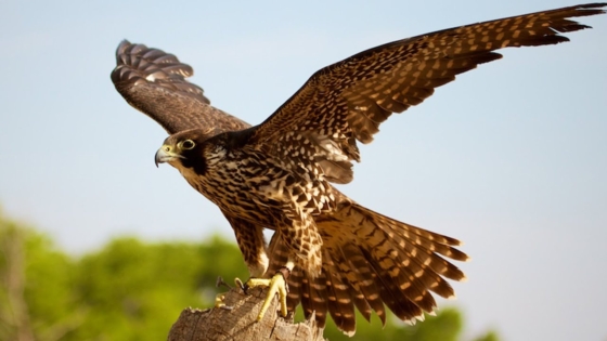 رؤية الصقر في المنام للعزباء