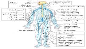 خريطة جسم الإنسان بالعربي