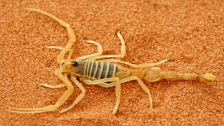 هروب العقرب في المنام