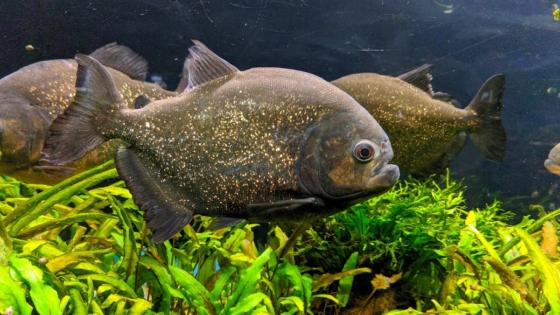 متحف العلوم الطبيعية