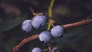 فوائد العنب البري