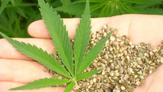 فوائد القنب