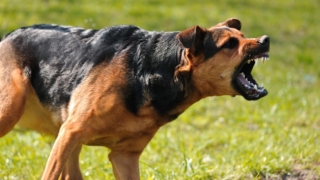 حلم عضة الكلب