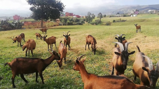 رؤية الماعز في المنام