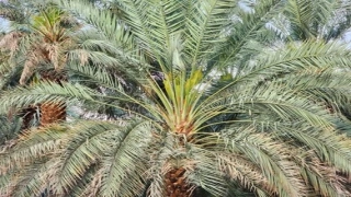رؤية النخل في المنام