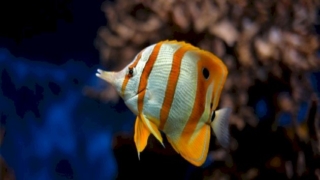 حلم السمك النيء